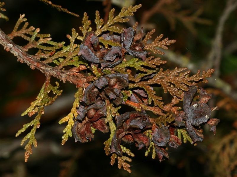 Oriental Arborvitae (Platycladus orientalis)