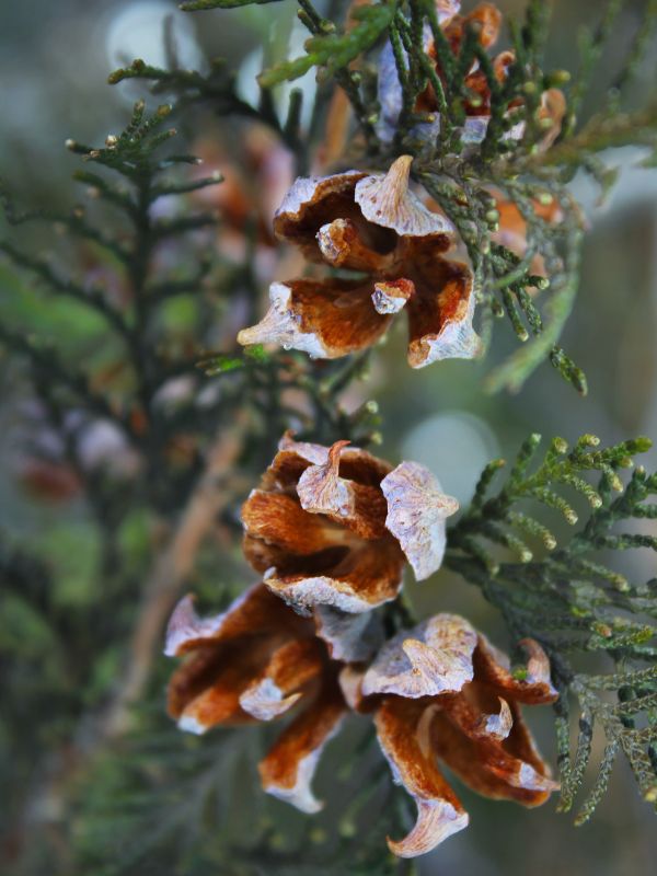 Oriental Arborvitae (Platycladus orientalis)