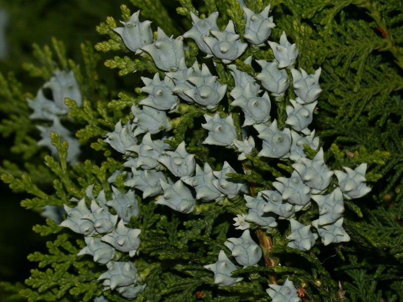 Oriental Arborvitae (Platycladus orientalis)