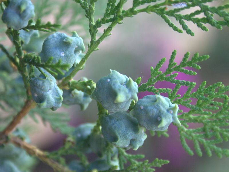 Oriental Arborvitae (Platycladus orientalis)