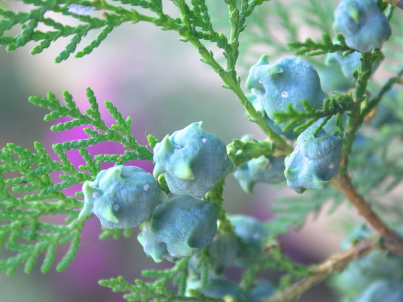 Oriental Arborvitae (Platycladus orientalis)