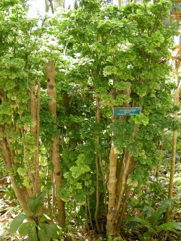 Geranium Aralia (Polyscias guilfoylei)