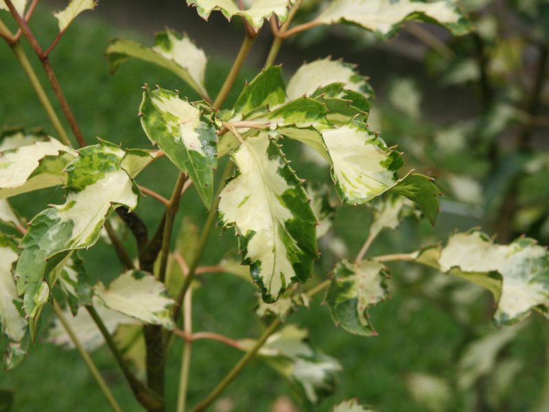 Geranium Aralia (Polyscias guilfoylei)