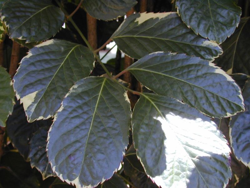 Geranium Aralia (Polyscias guilfoylei)