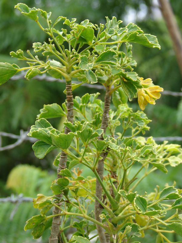 Geranium Aralia (Polyscias guilfoylei)