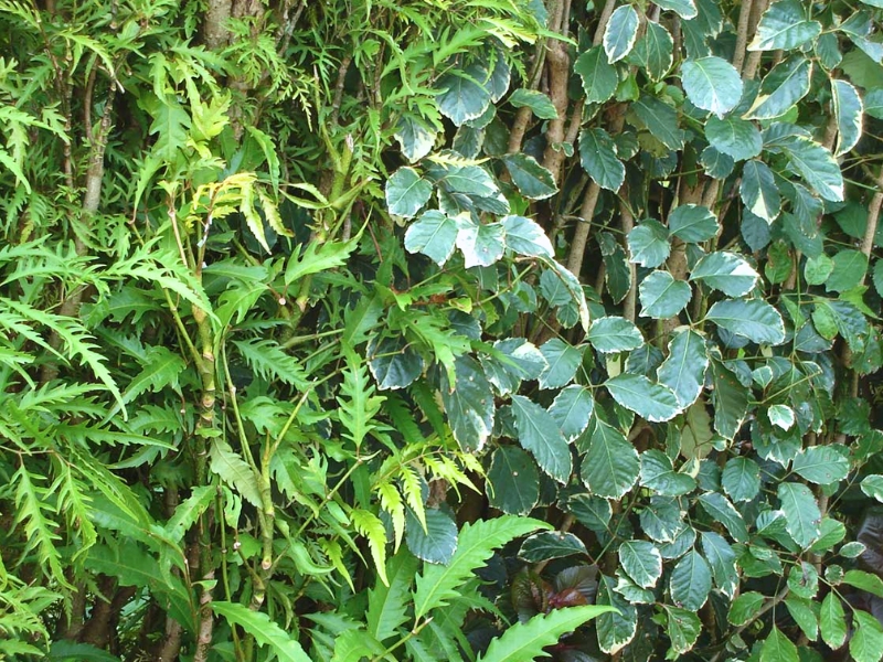 Geranium Aralia (Polyscias guilfoylei)