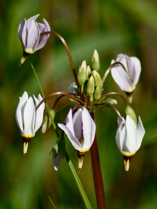 Eastern Shooting Star (Primula meadia)