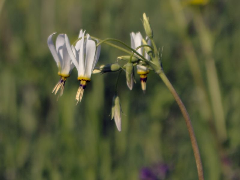 Eastern Shooting Star (Primula meadia)