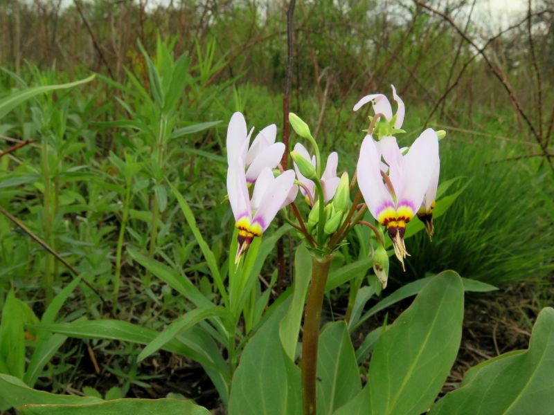 Eastern Shooting Star (Primula meadia)