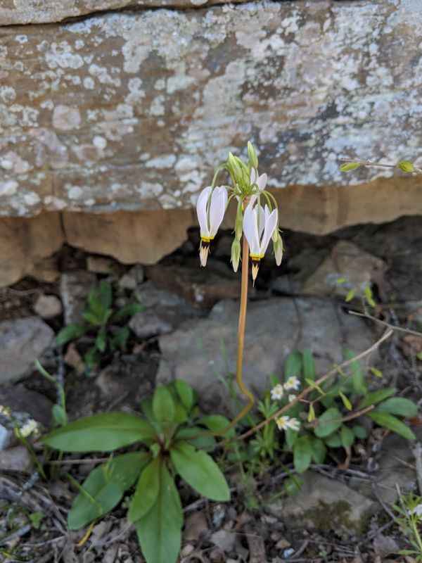 Eastern Shooting Star (Primula meadia)