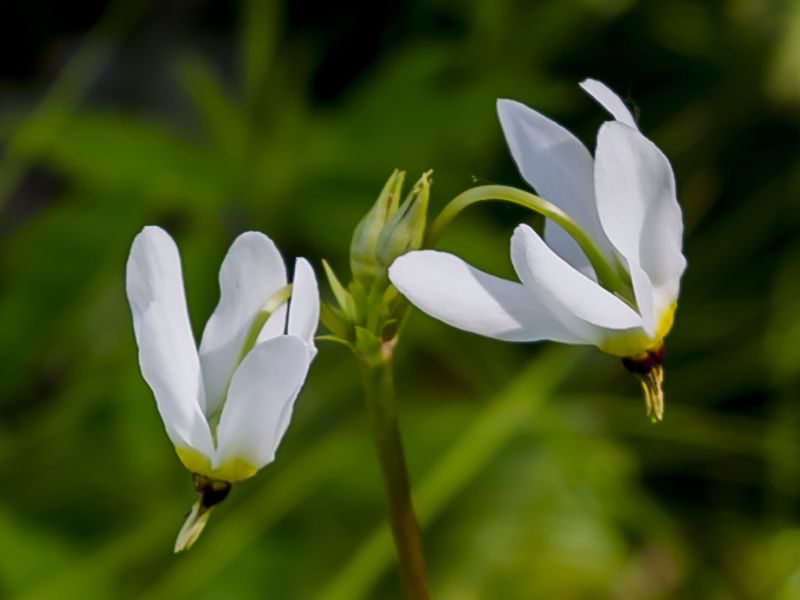 Eastern Shooting Star (Primula meadia)