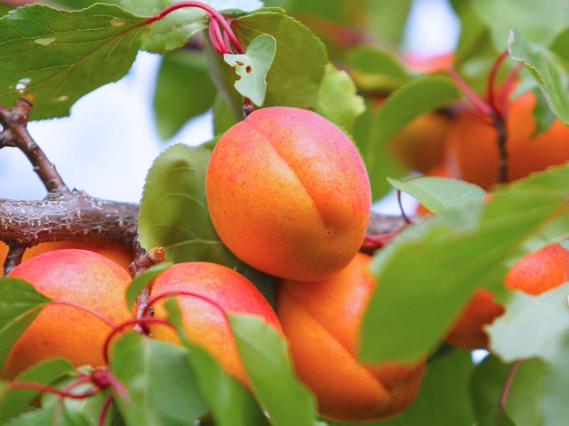 Apricot (Prunus armeniaca)