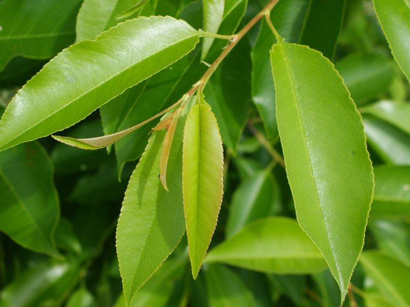 Black Cherry (Prunus serotina)