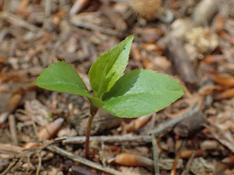 Black Cherry (Prunus serotina)