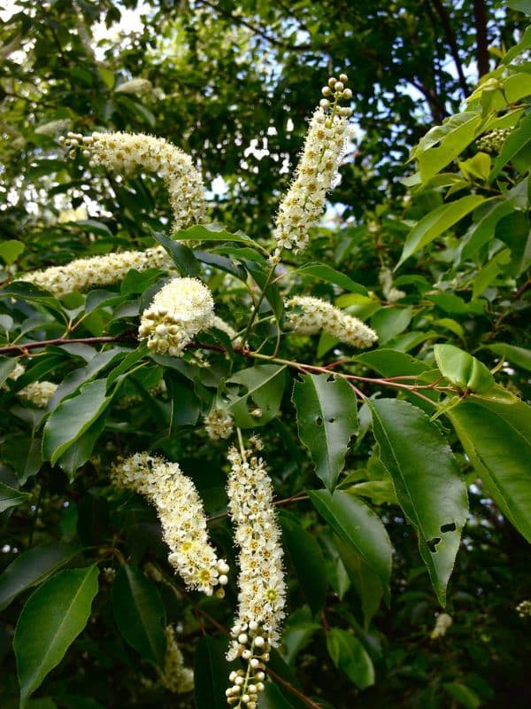 Black Cherry (Prunus serotina)