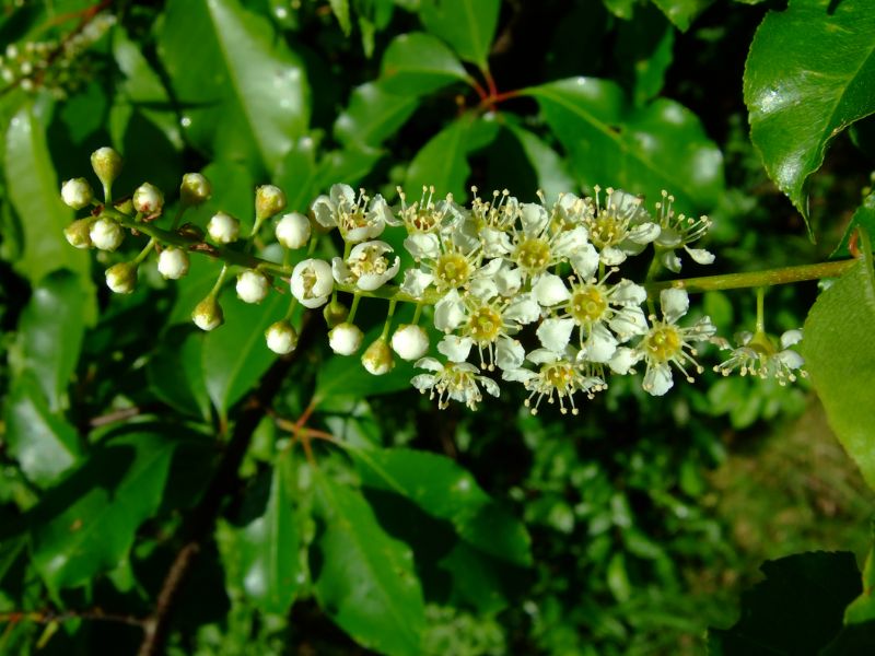 Black Cherry (Prunus serotina)