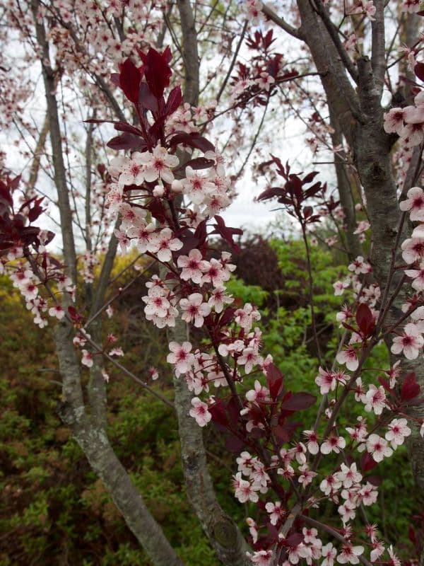 Purple Leaf Sand Cherry (Prunus x cistena)