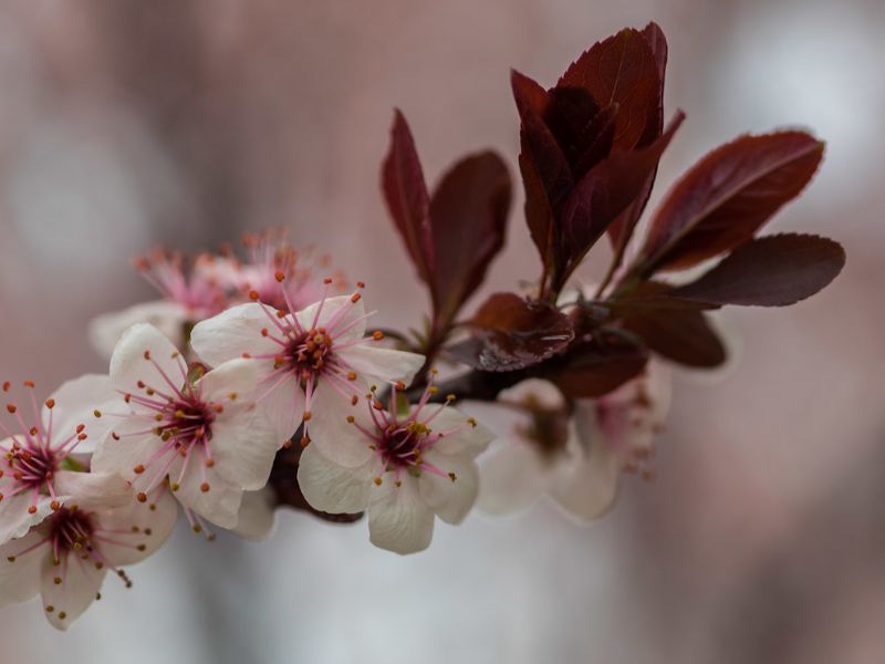 Purple Leaf Sand Cherry (Prunus x cistena)