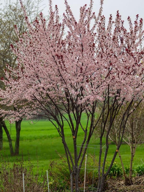 Purple Leaf Sand Cherry (Prunus x cistena)