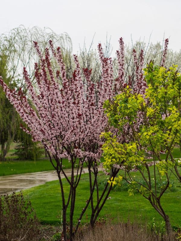 Purple Leaf Sand Cherry (Prunus x cistena)