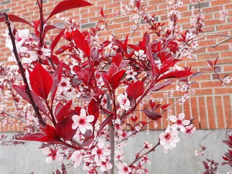 Purple Leaf Sand Cherry (Prunus x cistena)