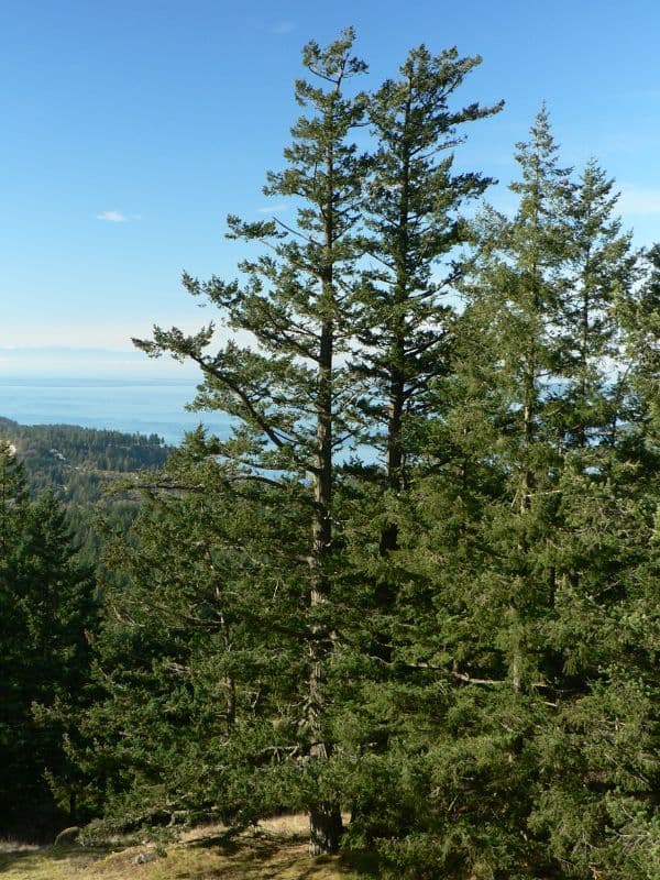 Doug Fir (Pseudotsuga menziesii)