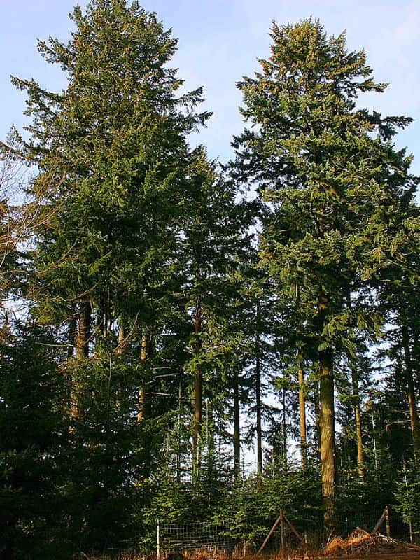 Doug Fir (Pseudotsuga menziesii)