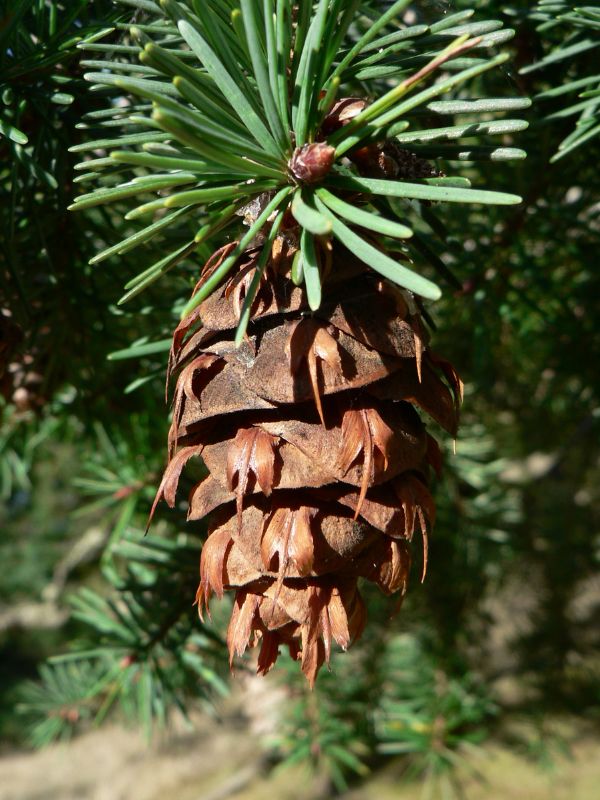 Doug Fir (Pseudotsuga menziesii)