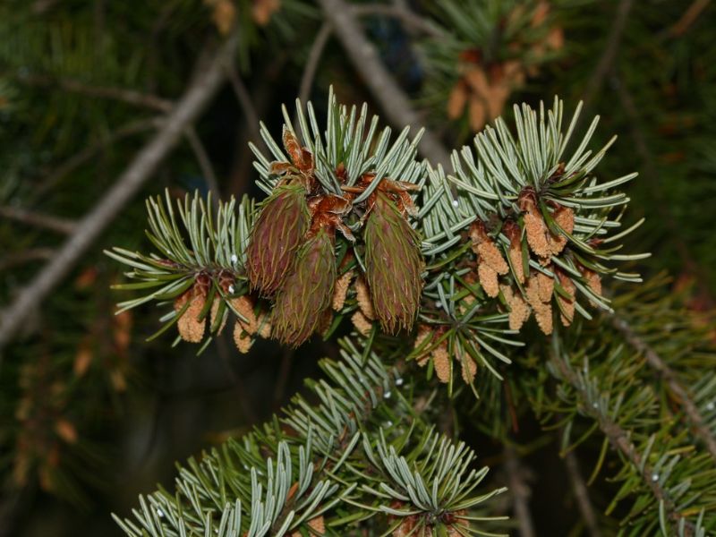 Doug Fir (Pseudotsuga menziesii)