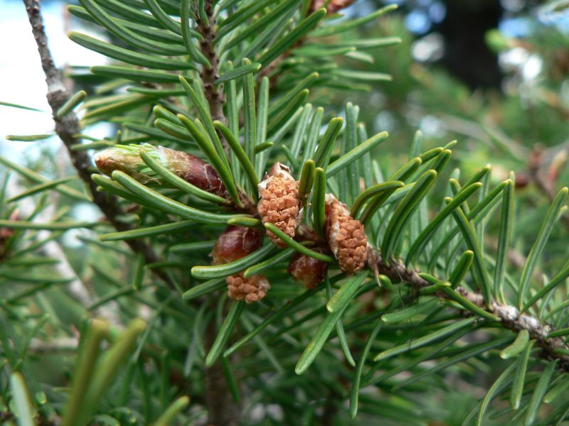 Doug Fir (Pseudotsuga menziesii) - Level Up Garden