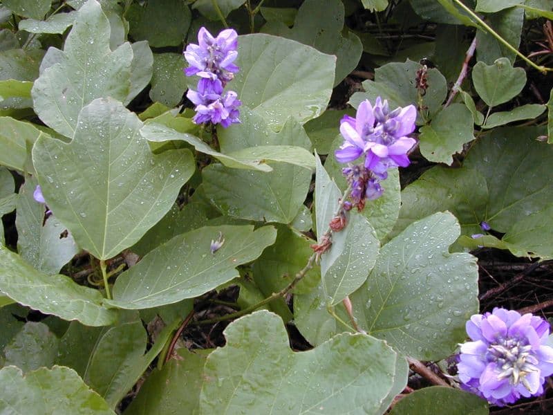 Kudzu (Pueraria montana) 2 Kudzu (Pueraria montana)