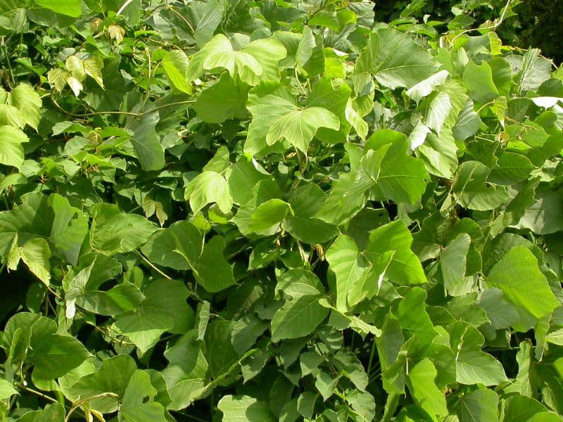 Kudzu (Pueraria montana) 3 Kudzu (Pueraria montana)