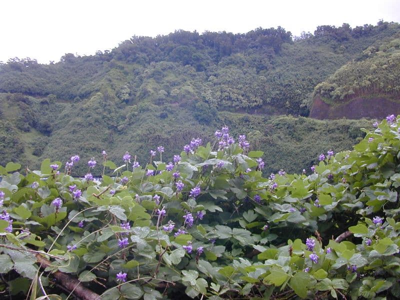 Kudzu (Pueraria montana) 4 Kudzu (Pueraria montana)