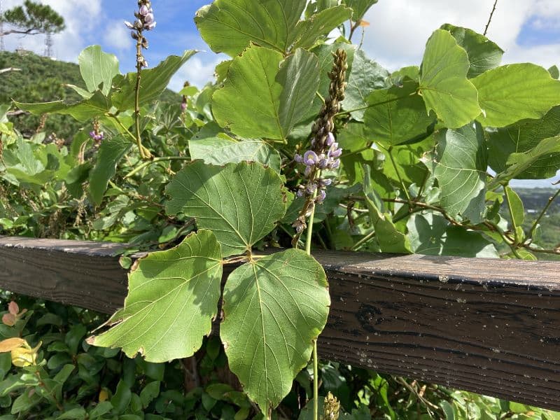 Kudzu (Pueraria montana) 5 Kudzu (Pueraria montana)