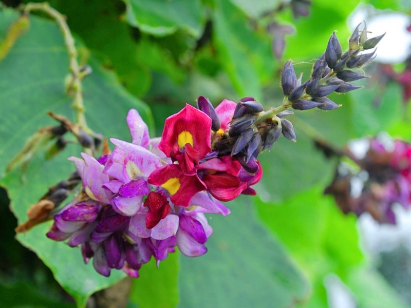 Kudzu (Pueraria montana)