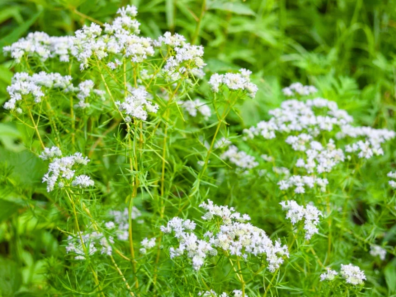 Narrow-leaf Mountain Mint (Pycnanthemum tenuifolium)