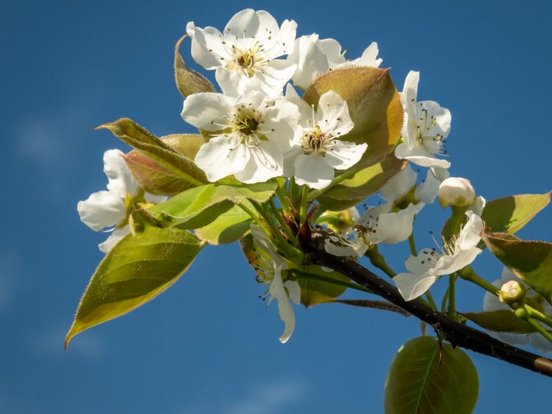 Asian Pear (Pyrus pyrifolia)