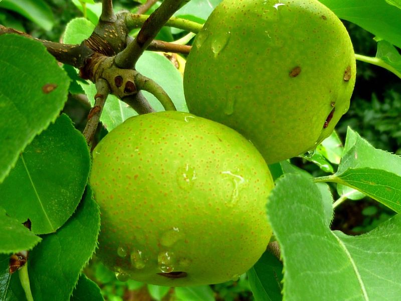 Asian Pear (Pyrus pyrifolia)