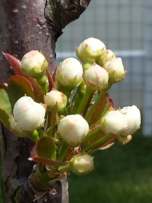 Asian Pear (Pyrus pyrifolia)