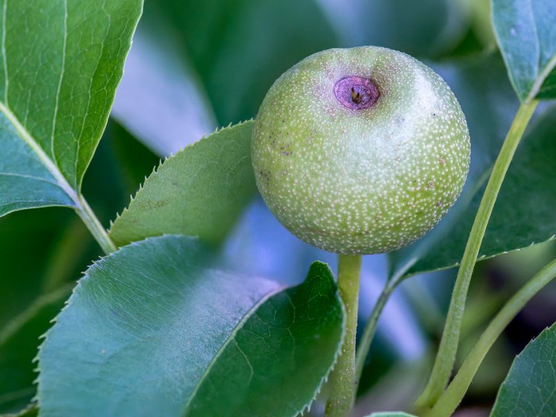 Asian Pear (Pyrus pyrifolia)