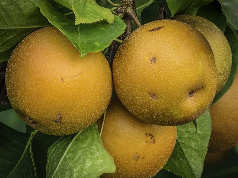 Asian Pear (Pyrus pyrifolia)