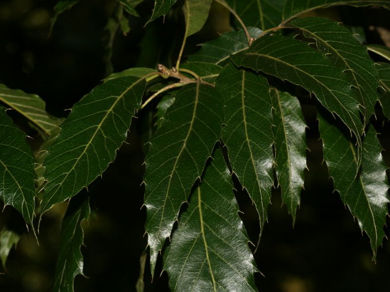 Sawthorn Oak (Quercus acutissima) 1 Sawthorn Oak (Quercus acutissima)