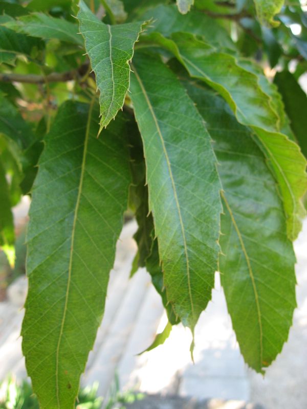 Sawthorn Oak (Quercus acutissima) 2 Sawthorn Oak (Quercus acutissima)