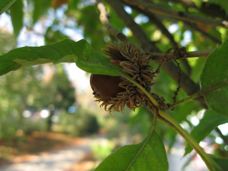 Sawthorn Oak (Quercus acutissima) 3 Sawthorn Oak (Quercus acutissima)