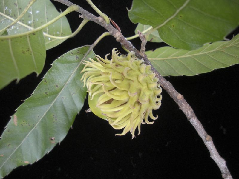 Sawthorn Oak (Quercus acutissima) 4 Sawthorn Oak (Quercus acutissima)