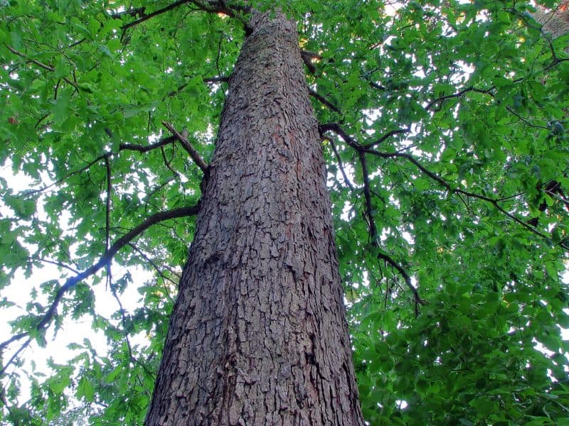 White Oak (Quercus alba)