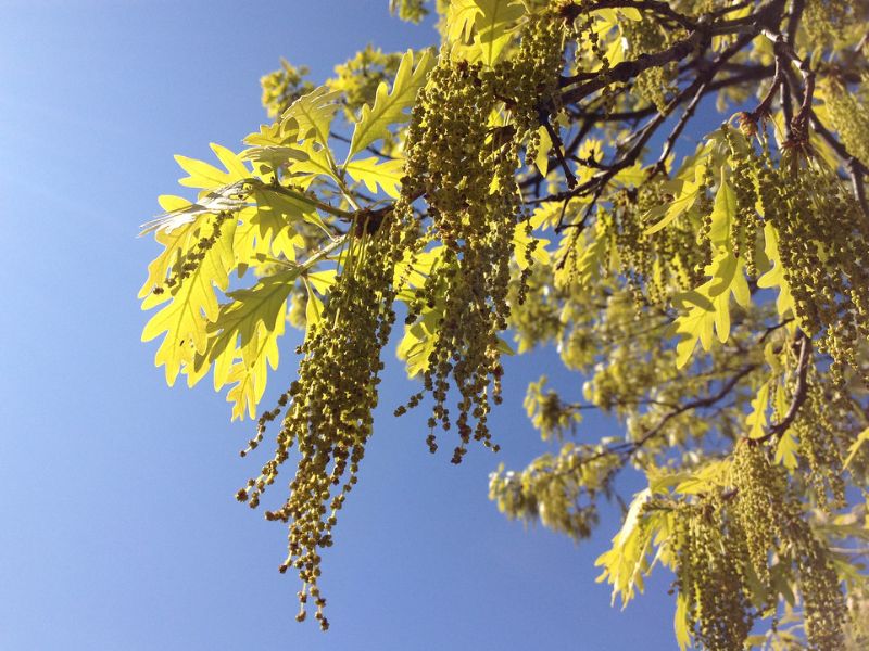 White Oak (Quercus alba)