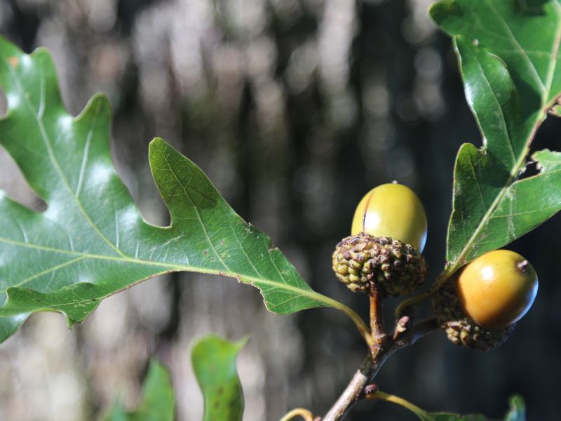 White Oak (Quercus alba)