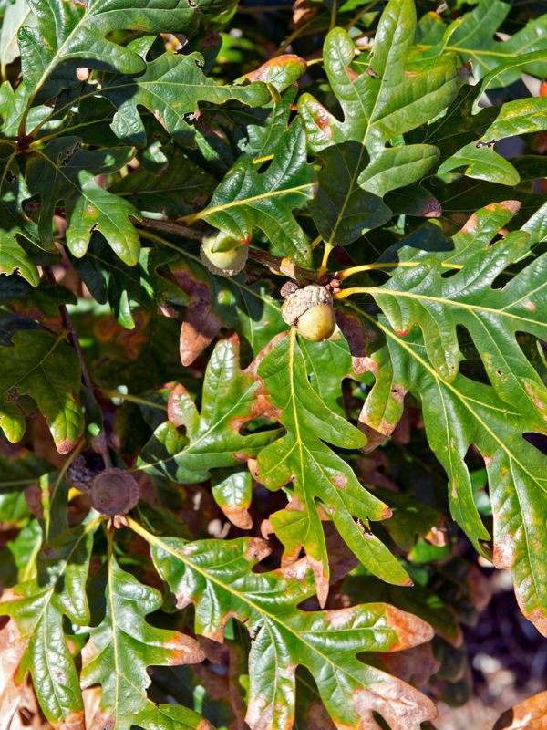 White Oak (Quercus alba)