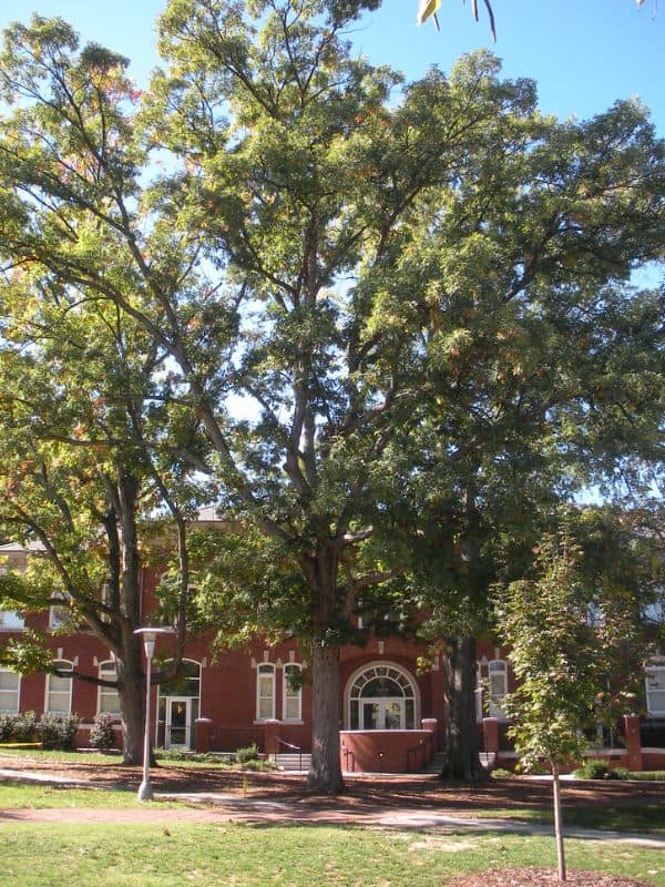 White Oak (Quercus alba)